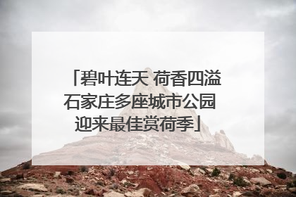 碧叶连天 荷香四溢 石家庄多座城市公园迎来最佳赏荷季