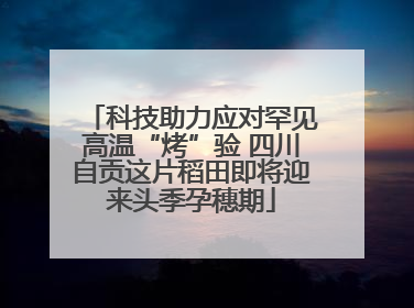 科技助力应对罕见高温“烤”验 四川自贡这片稻田即将迎来头季孕穗期