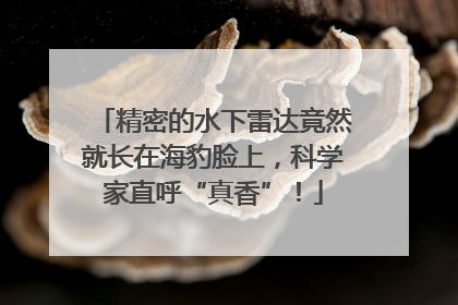 精密的水下雷达竟然就长在海豹脸上，科学家直呼“真香”！