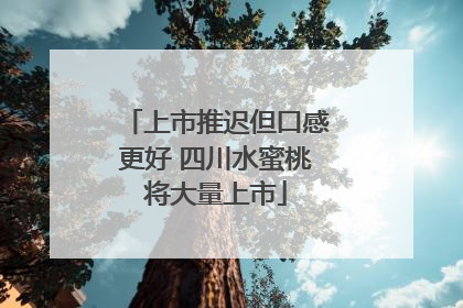 上市推迟但口感更好 四川水蜜桃将大量上市