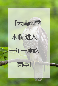 云南雨季来临 进入一年一度吃菌季