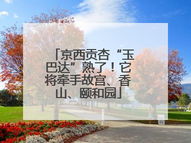 京西贡杏“玉巴达”熟了！它将牵手故宫、香山、颐和园