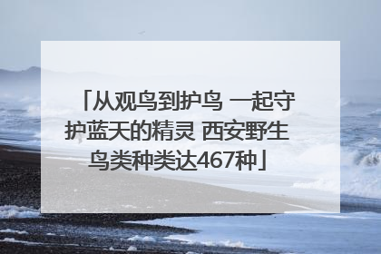 从观鸟到护鸟 一起守护蓝天的精灵 西安野生鸟类种类达467种