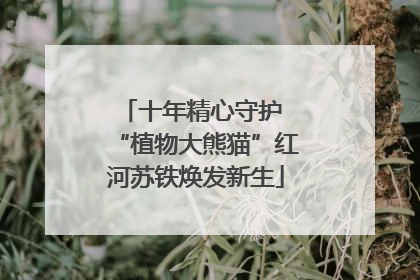 十年精心守护 “植物大熊猫”红河苏铁焕发新生