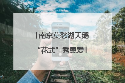 南京莫愁湖天鹅“花式”秀恩爱