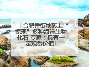 合肥罍街地砖上“惊现”多种海洋生物化石 专家：具有一定观赏价值