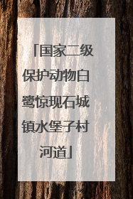 国家二级保护动物白鹭惊现石城镇水堡子村河道