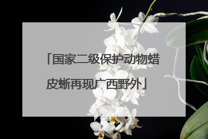 国家二级保护动物蜡皮蜥再现广西野外