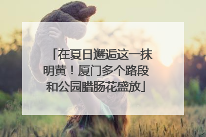在夏日邂逅这一抹明黄！厦门多个路段和公园腊肠花盛放