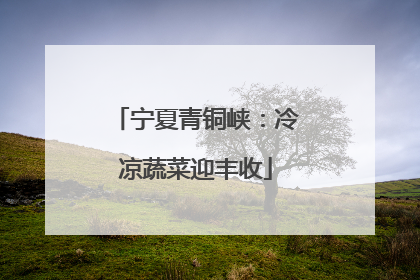 宁夏青铜峡：冷凉蔬菜迎丰收