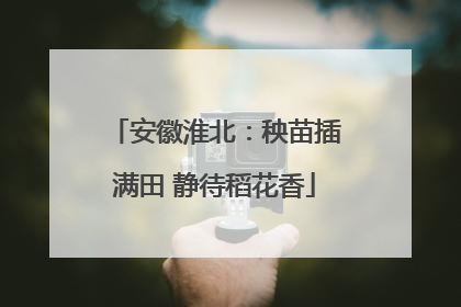 安徽淮北：秧苗插满田 静待稻花香