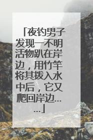 夜钓男子发现一不明活物趴在岸边，用竹竿将其拨入水中后，它又爬回岸边……
