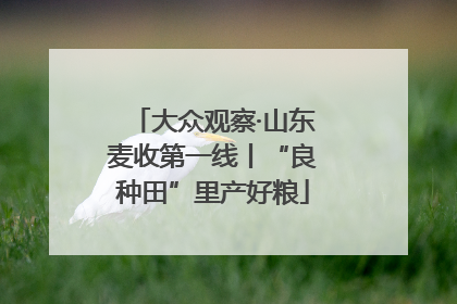 大众观察·山东麦收第一线丨“良种田”里产好粮