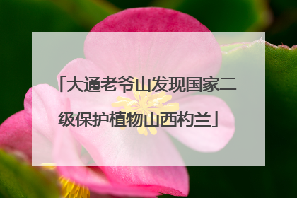 大通老爷山发现国家二级保护植物山西杓兰