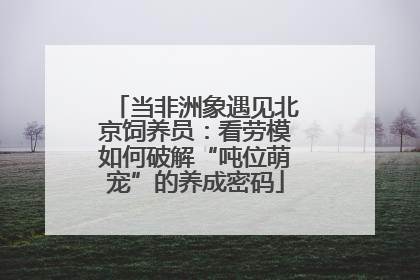 当非洲象遇见北京饲养员：看劳模如何破解“吨位萌宠”的养成密码