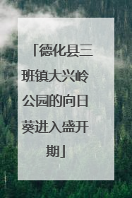 德化县三班镇大兴岭公园的向日葵进入盛开期