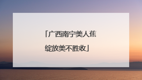 广西南宁美人蕉绽放美不胜收