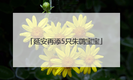 延安再添5只朱鹮宝宝