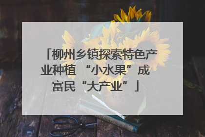 柳州乡镇探索特色产业种植 “小水果”成富民“大产业”