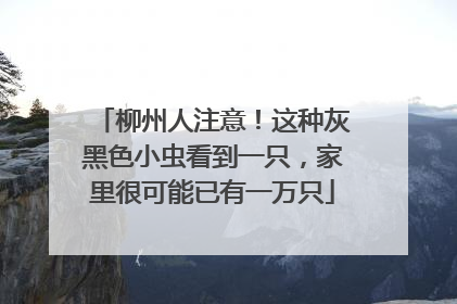 柳州人注意！这种灰黑色小虫看到一只，家里很可能已有一万只