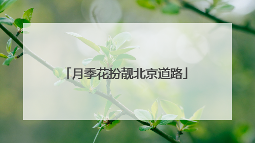 月季花扮靓北京道路