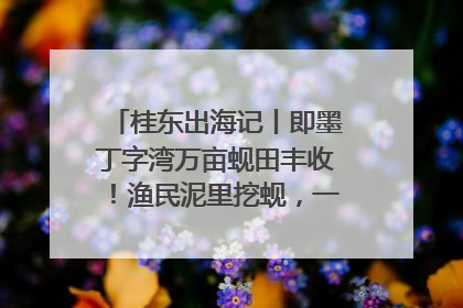 桂东出海记丨即墨丁字湾万亩蚬田丰收！渔民泥里挖蚬，一天上岸过千斤