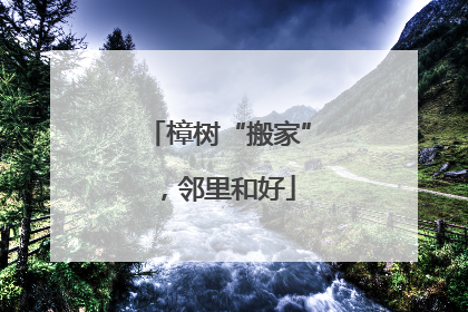 樟树“搬家”，邻里和好