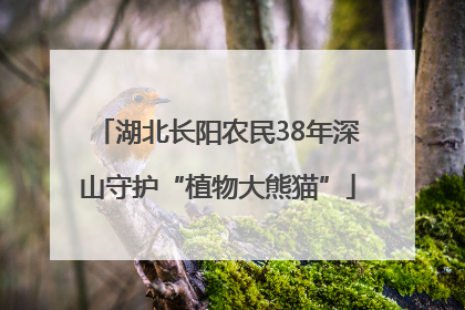 湖北长阳农民38年深山守护“植物大熊猫”