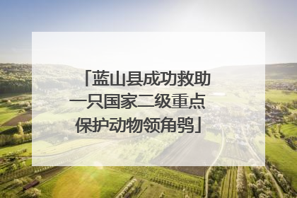 蓝山县成功救助一只国家二级重点保护动物领角鸮