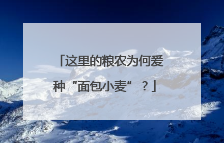 这里的粮农为何爱种“面包小麦”？