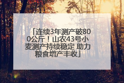 连续3年测产破800公斤！山农43号小麦测产持续稳定 助力粮食增产丰收