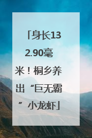 身长132.90毫米！桐乡养出“巨无霸”小龙虾