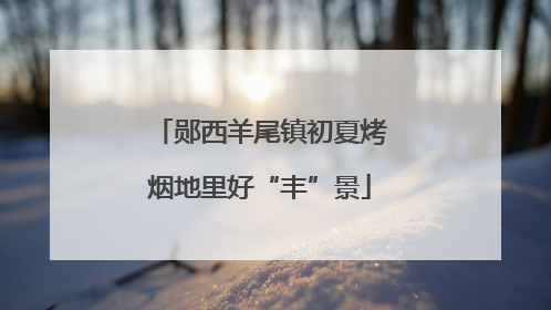郧西羊尾镇初夏烤烟地里好“丰”景