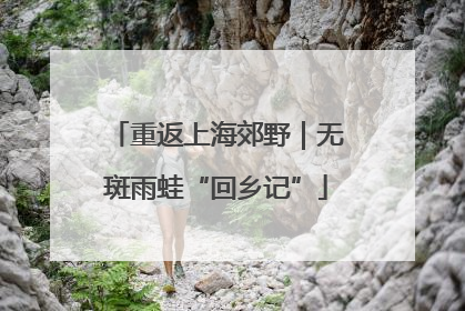 重返上海郊野｜无斑雨蛙“回乡记”