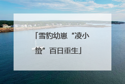 雪豹幼崽“凌小蛰”百日重生
