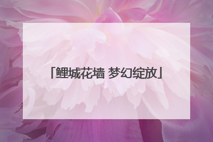 鲤城花墙 梦幻绽放