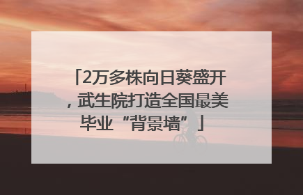 2万多株向日葵盛开，武生院打造全国最美毕业“背景墙”